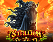 Stallion